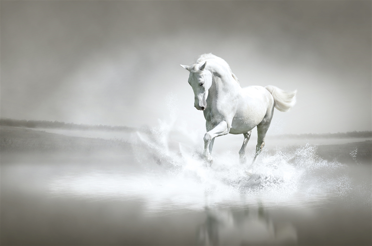 Papier peint le grand mugissement d'un cheval blanc comme neige qui tambourine ses pieds contre l'humidité