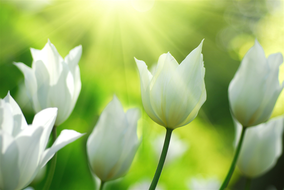 Papier peint Des tulipes blanches sous le soleil