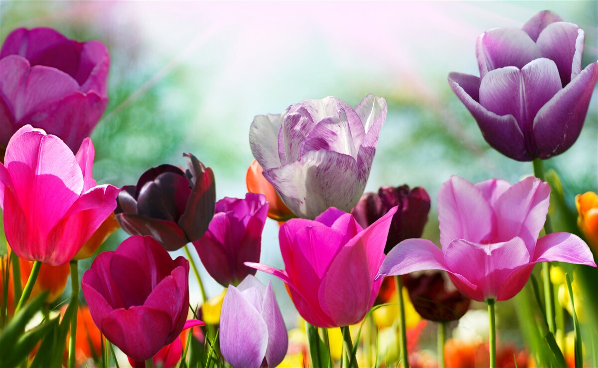 Papier peint tulipes de différentes couleurs