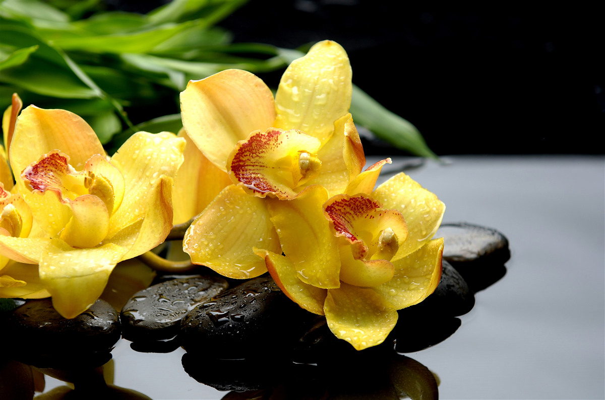 Papier peint bouquet d'orchidées jaunes délicates