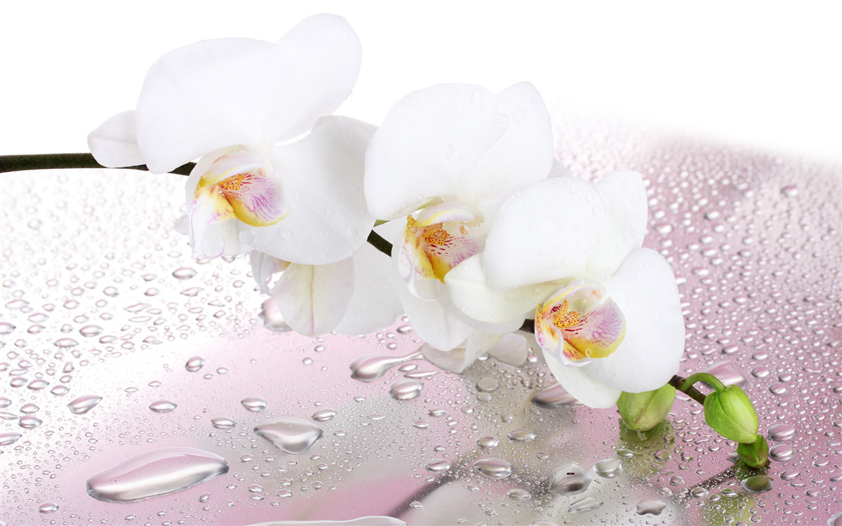 Papier peint branche d'orchidée blanche mouillée décorée de gouttes d'eau