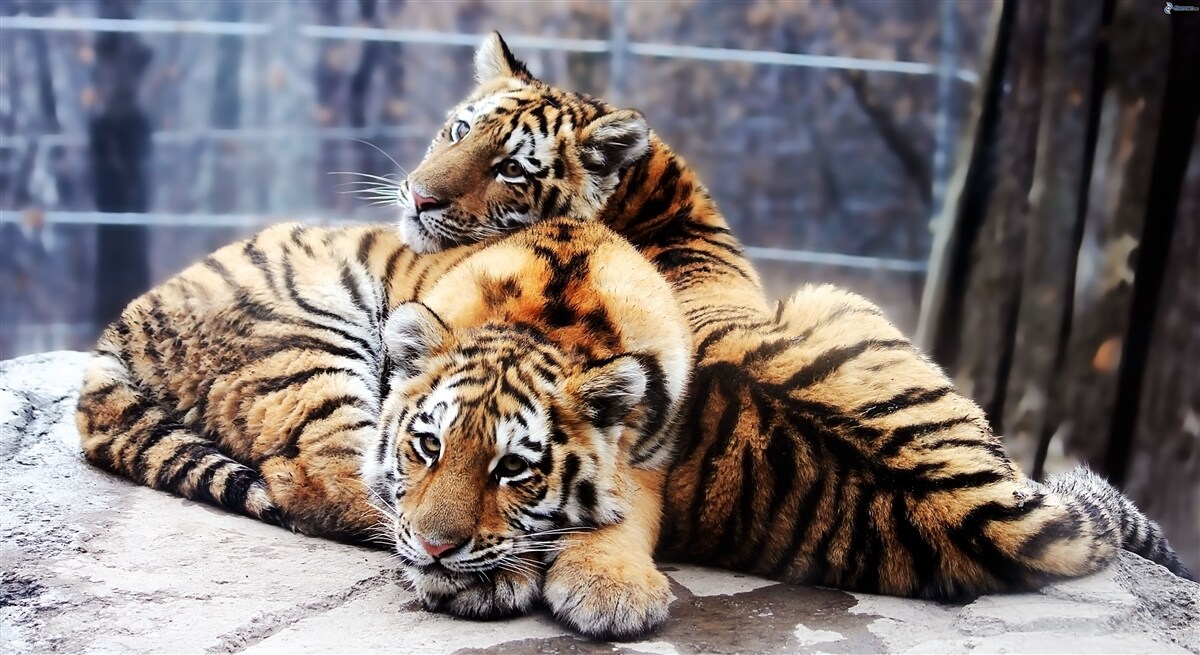 Papier peint Les tigres endormis ont de la beauté