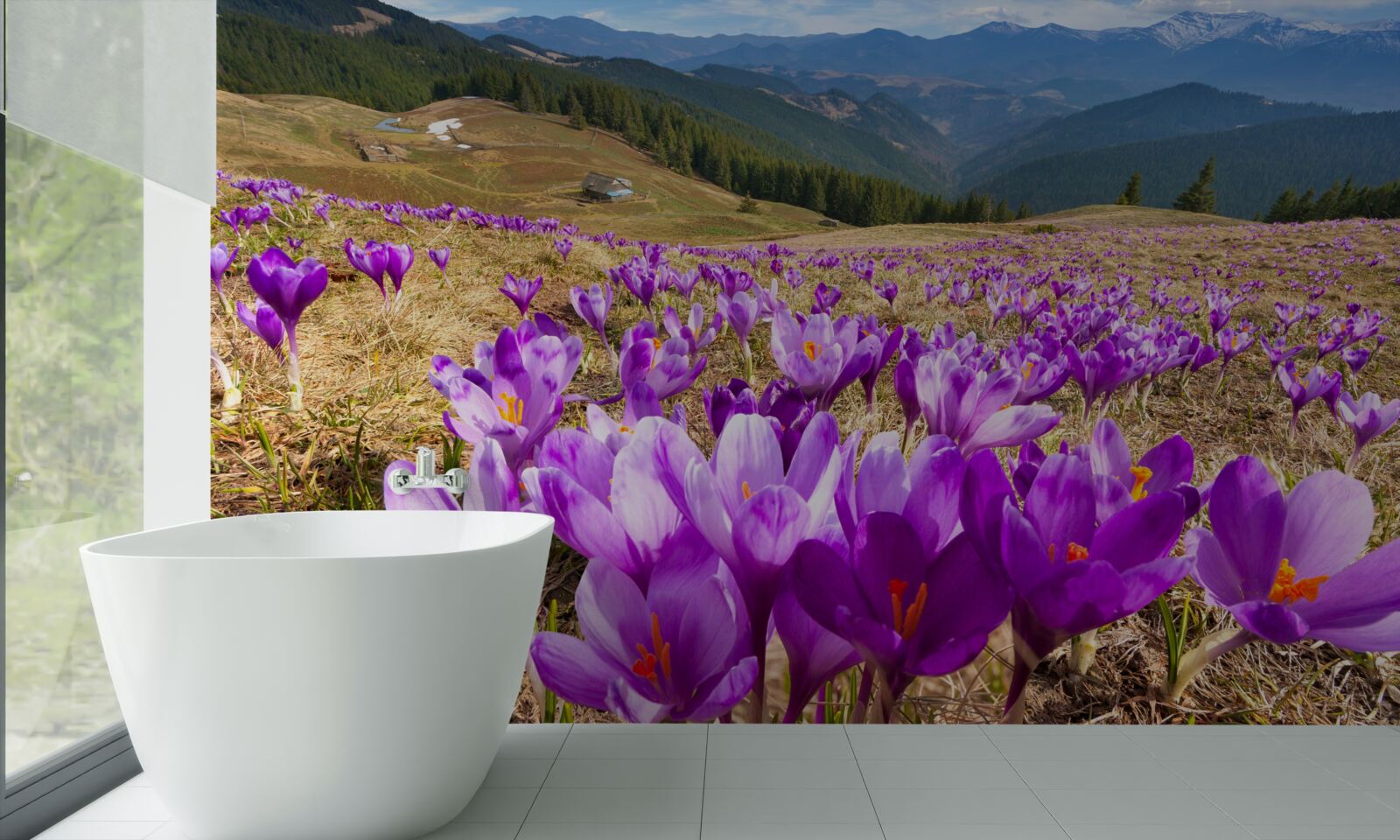 Papier peint les crocus de montagne sont violets
