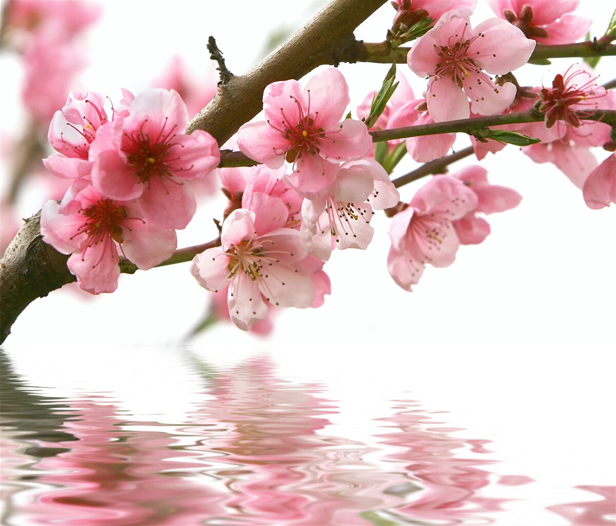Papier peint branche de sakura rose suspendue au-dessus de l'eau
