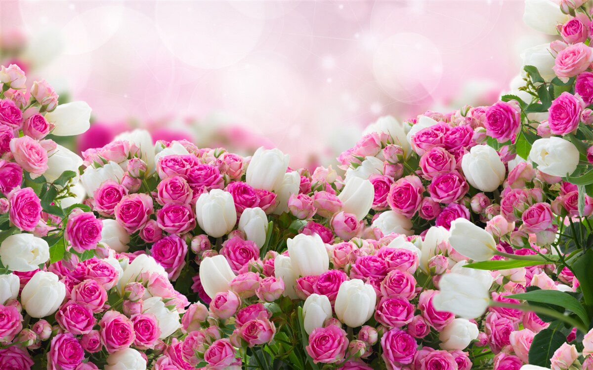 Papier peint roses roses et tulipes blanches