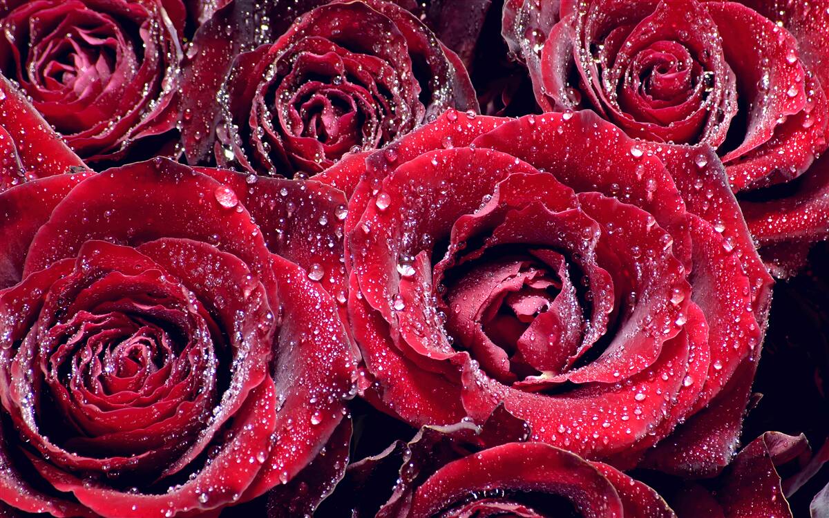 Papier peint fleurs écarlates après une averse