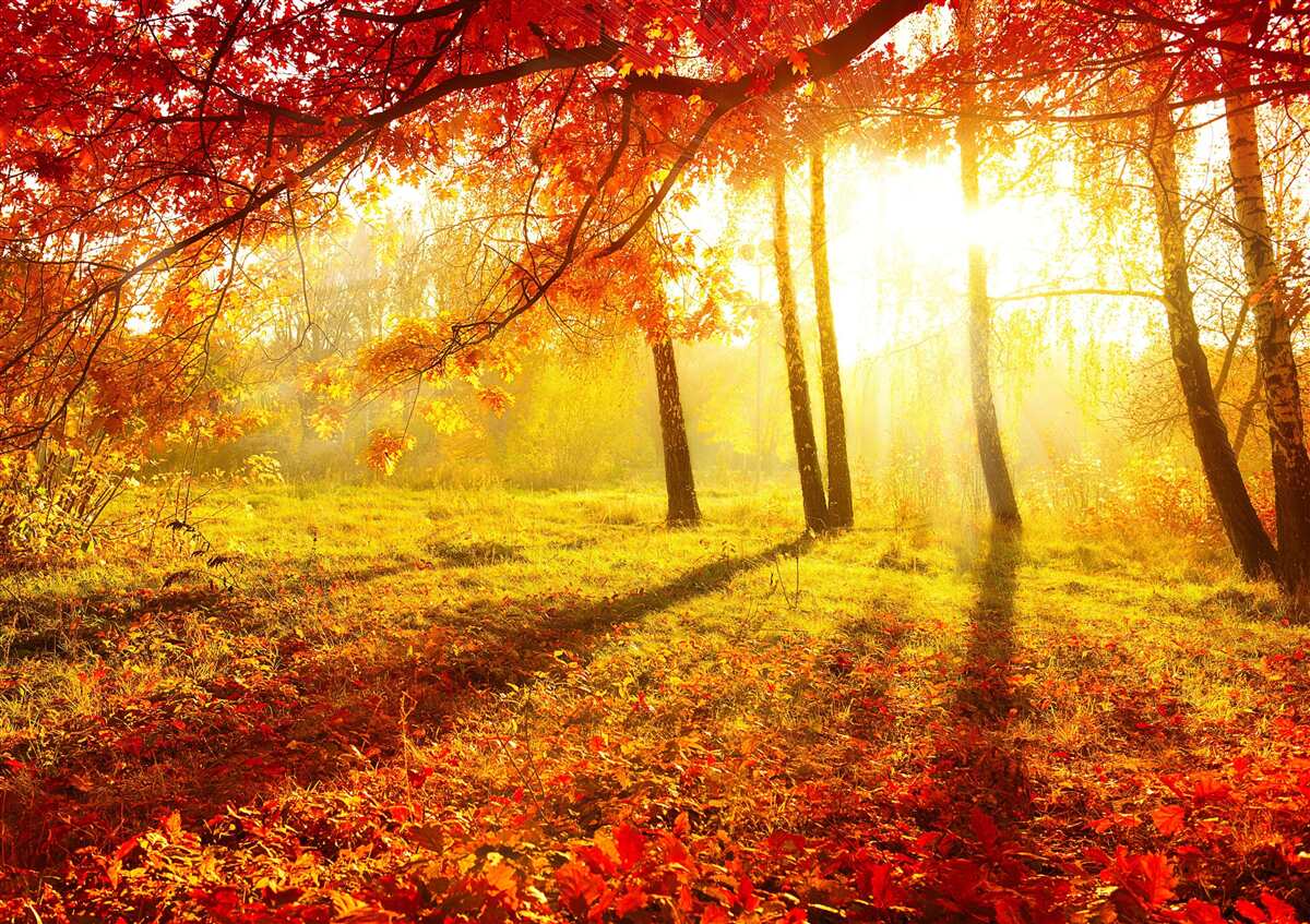 Papier peint de froids rayons de soleil percent la brume d'automne
