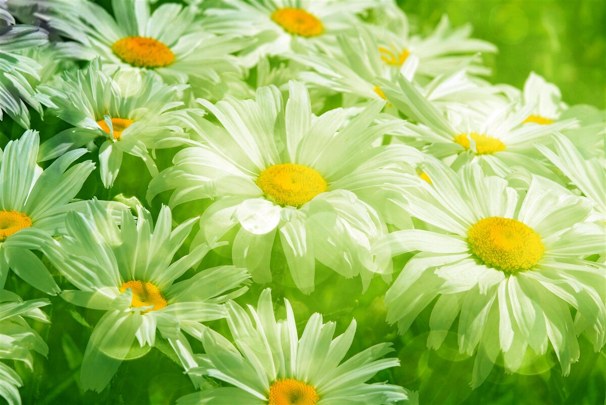 Papier peint des marguerites douces parmi la verdure