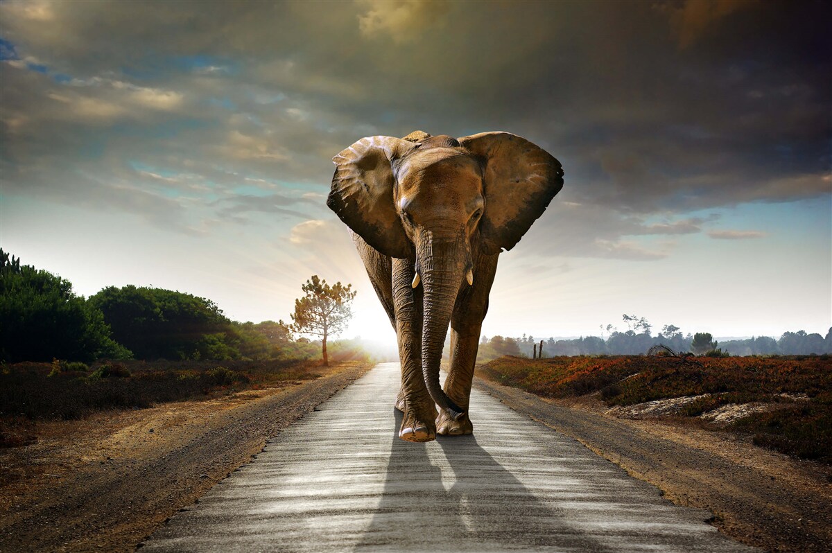 Papier peint le voyage de l'elephant continue