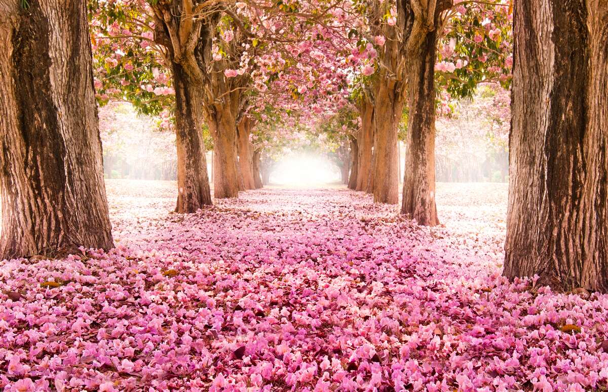Papier peint La sakura rose a recouvert l'allée