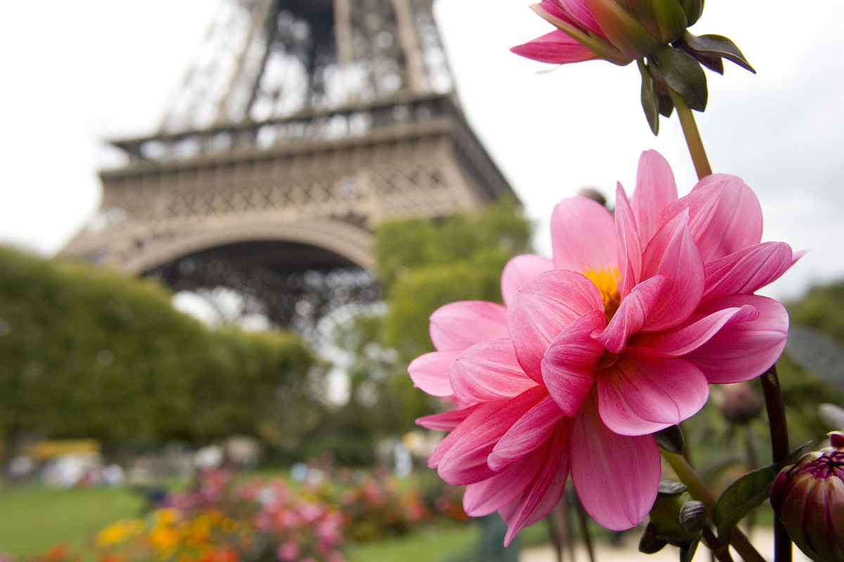 Papier peint des fleurs éblouissantes et luxuriantes dans la capitale française