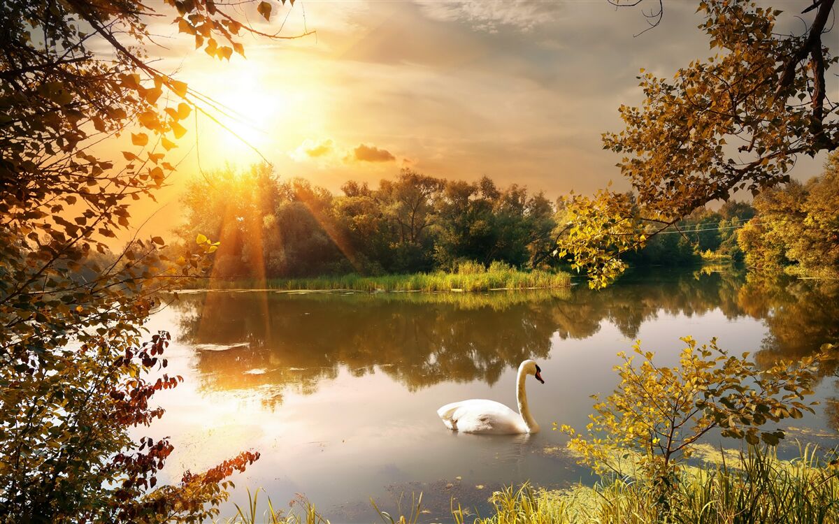 Papier peint soleil sur un lac où nage un cygne