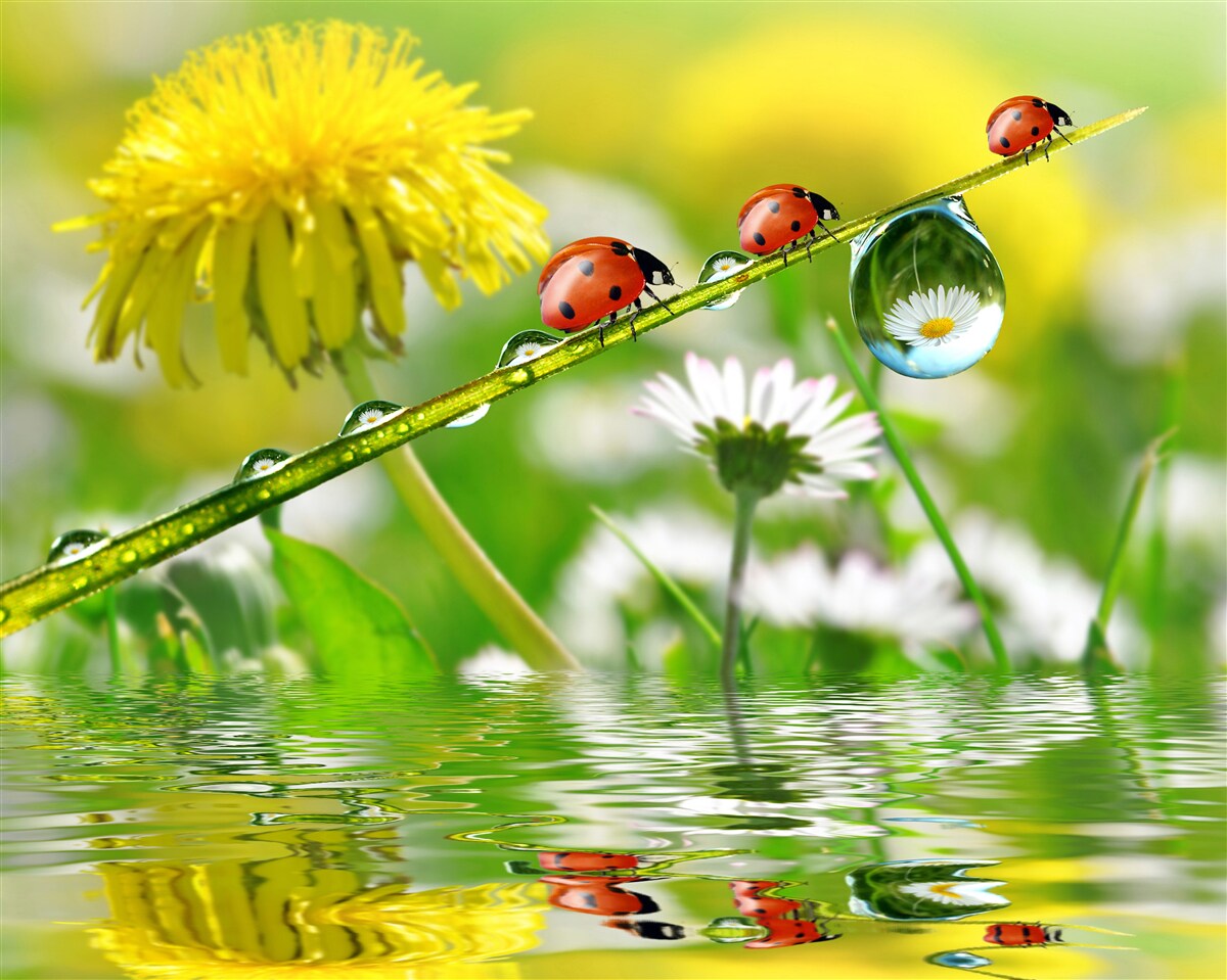 Papier peint coccinelle et pissenlit après l'orage