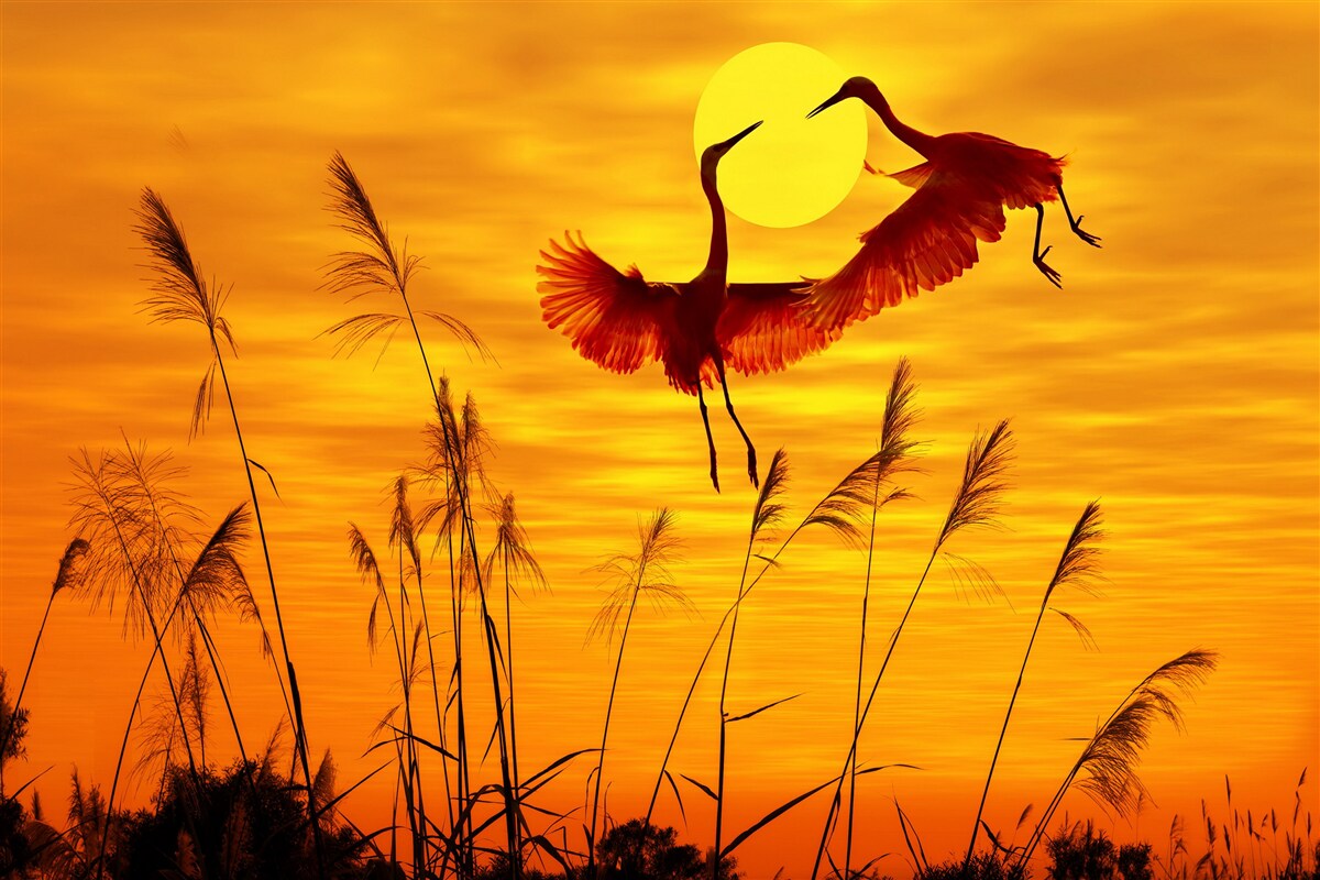 Papier peint le coucher de soleil est accompagné d'une volée de grues