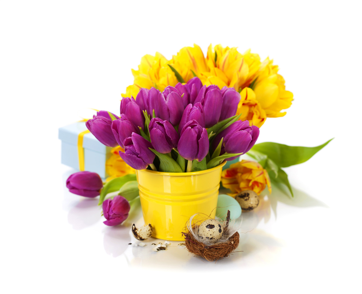 Papier peint ensemble de tulipes violettes