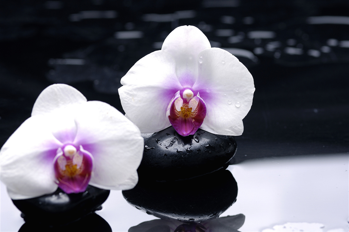 Papier peint Orchidée blanche posée sur des blocs noirs