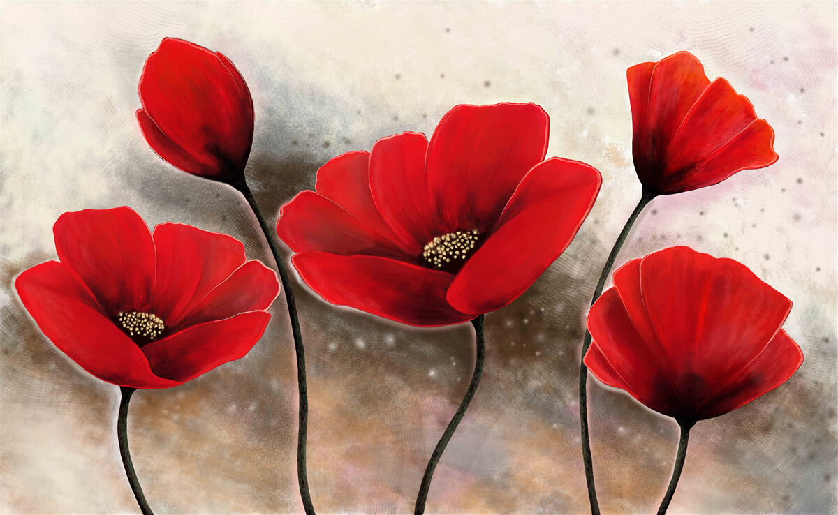 Papier peint après la pluie, les coquelicots écarlates
