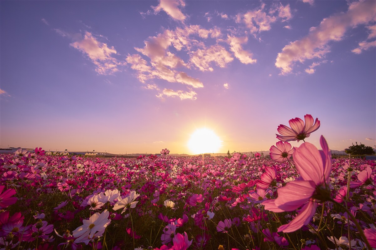 Papier peint Aube sur un champ de fleurs