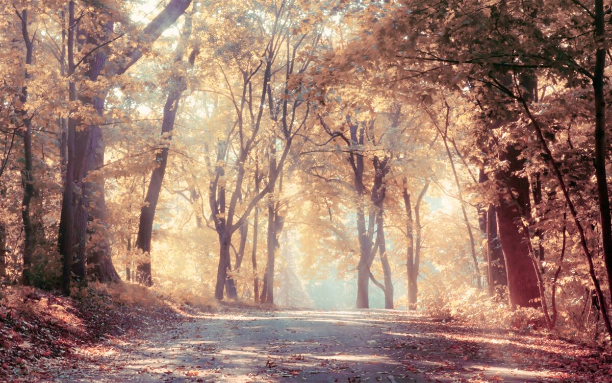 Papier peint chemin d'automne enveloppé d'une légère brume