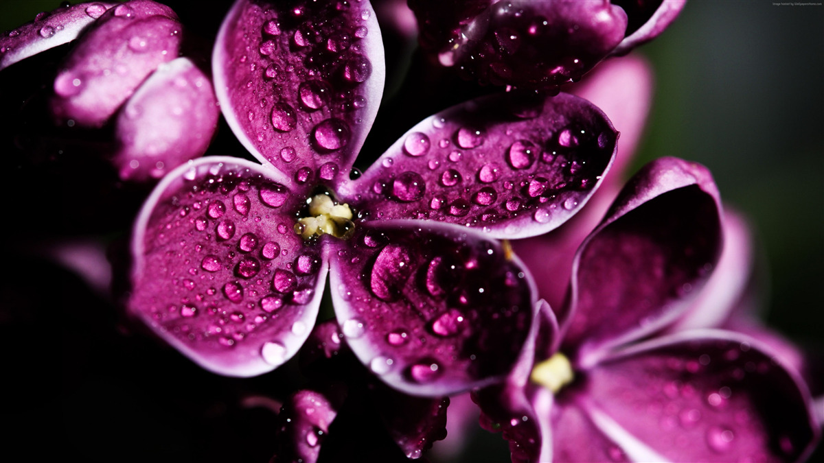 Papier peint de minuscules gouttelettes sur les fleurs avec une légère teinte violette