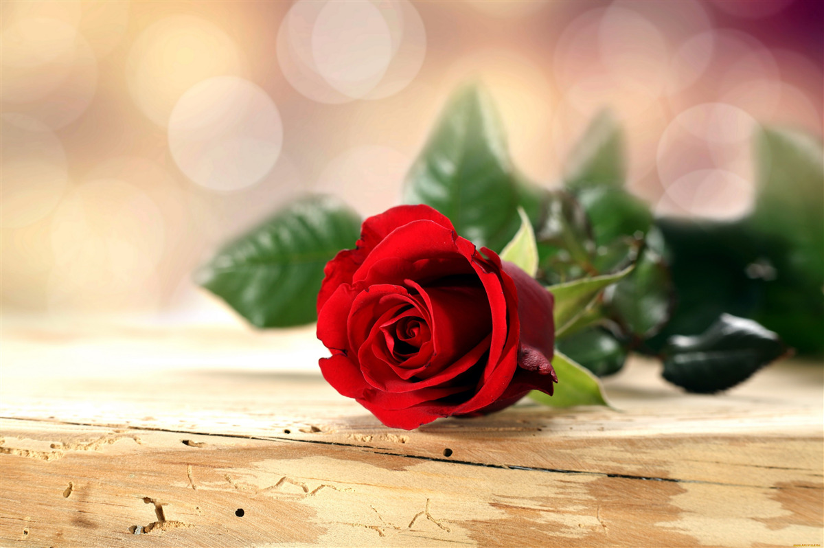 Papier peint rose simple avec une délicate nuance écarlate