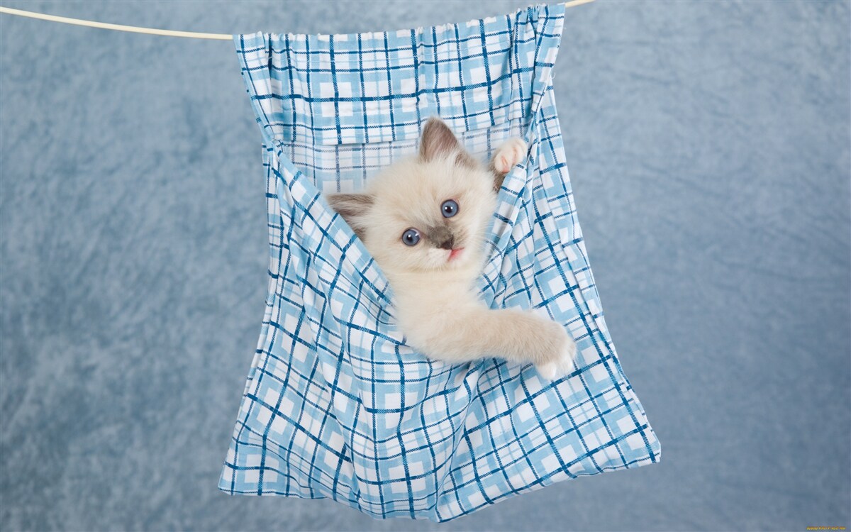 Papier peint Le sac s'est avéré être un piège pour un chat siamois.