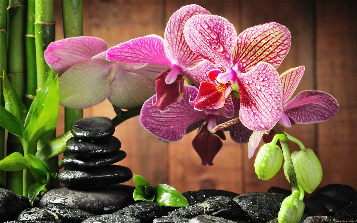 Papier peint orchidée pourpre parmi les pierres
