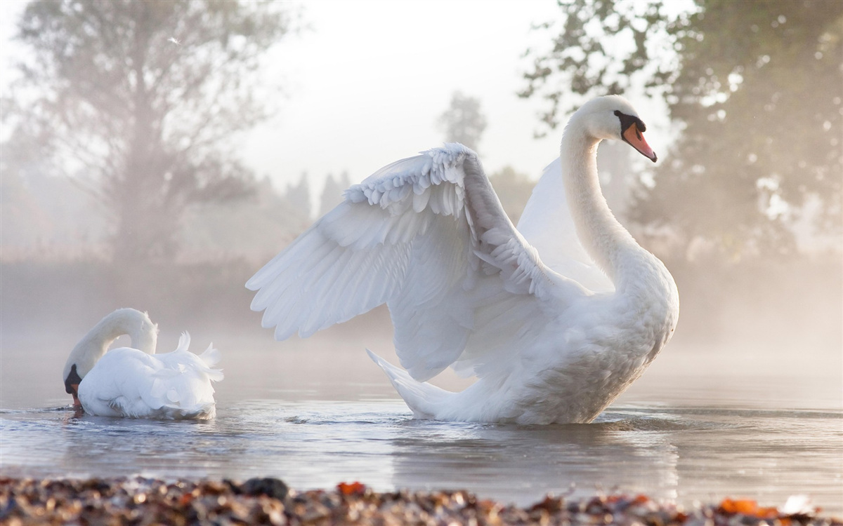 Papier peint majestueux cygne blanc comme neige flottant sur l'eau