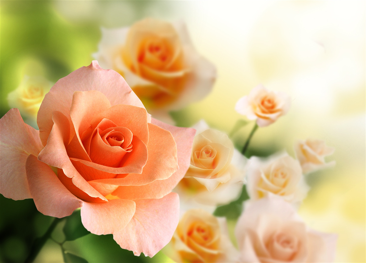Papier peint un léger bouquet de roses poussant dans les buissons