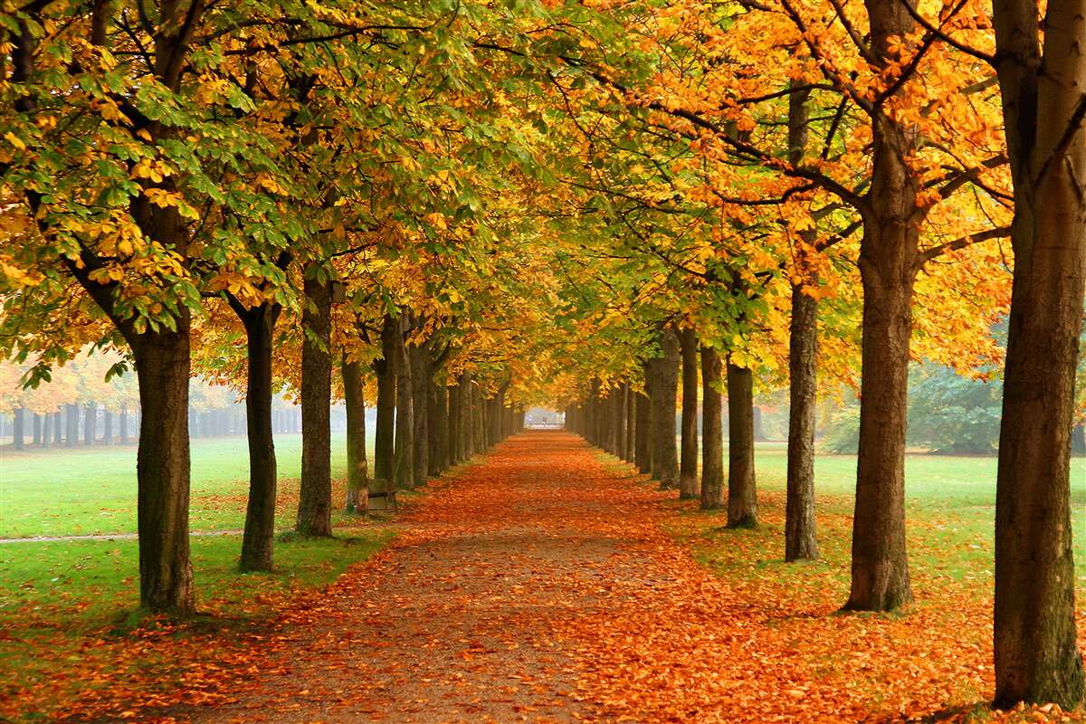 Papier peint chemin d'automne sans fin