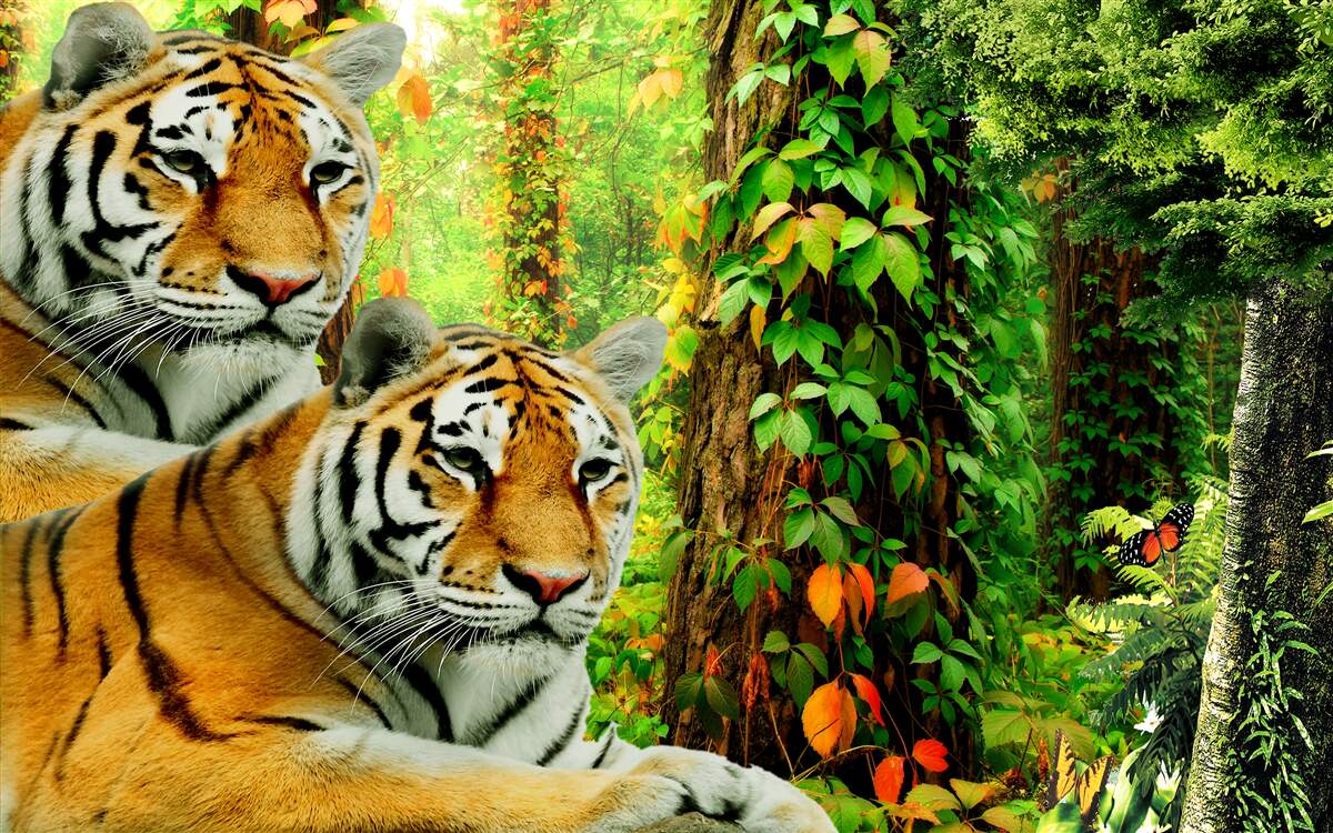 Papier peint une famille de tigres dans une forêt verdoyante