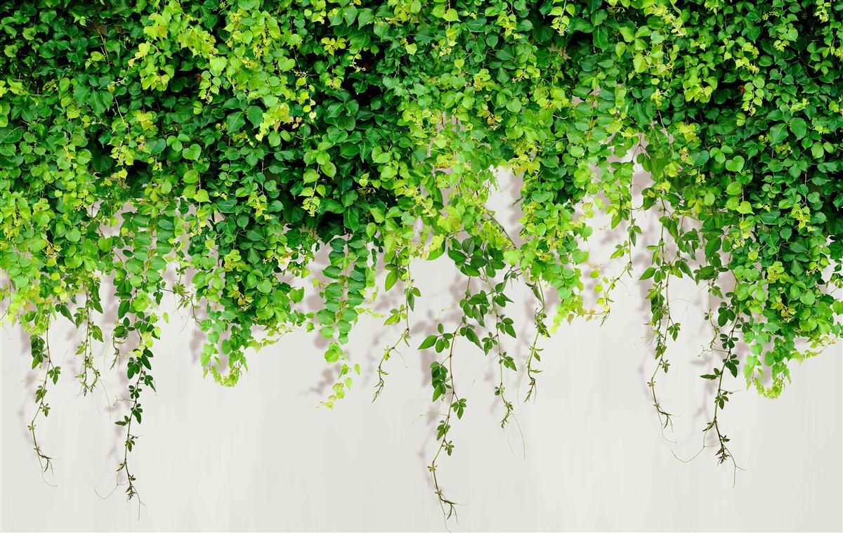Papier peint les plantes suspendues sont vert clair