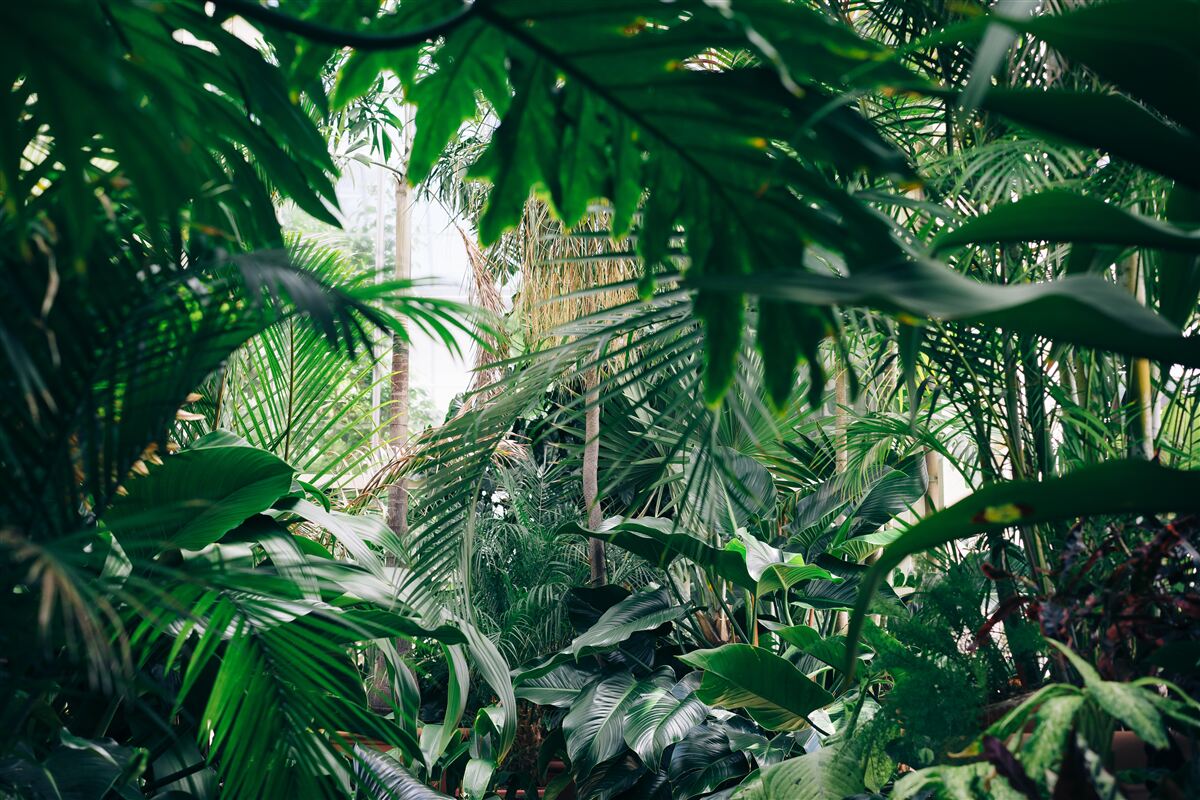 Papier peint la jungle verte est éclairée par la lumière