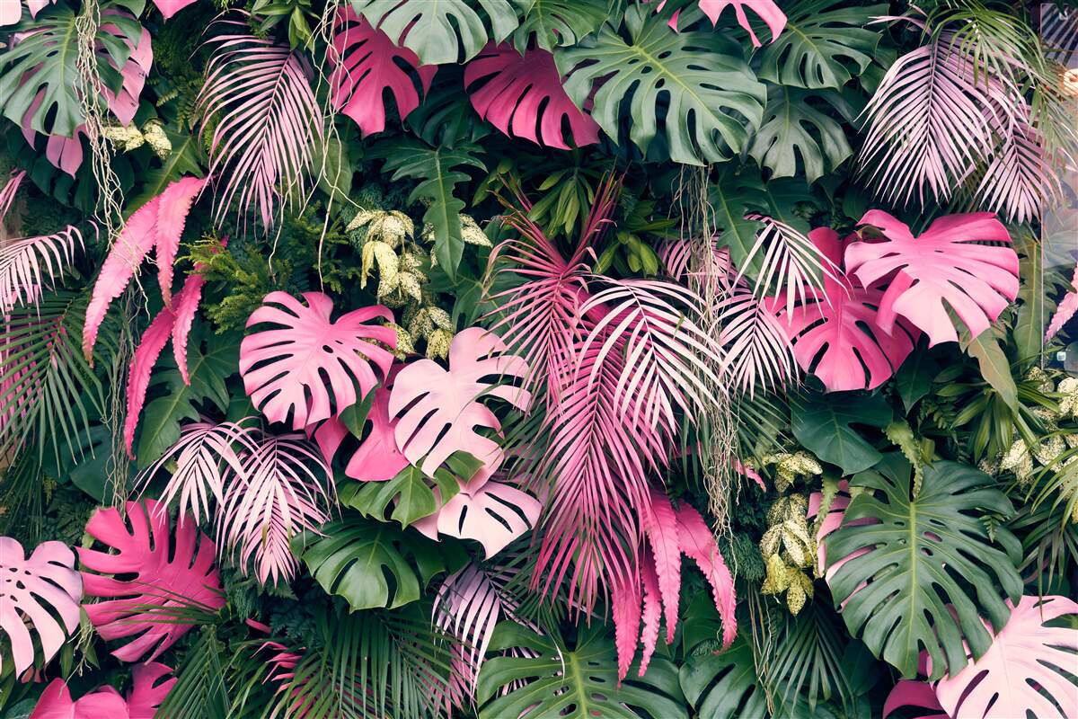 Papier peint les feuilles de la fougère sont rose vif