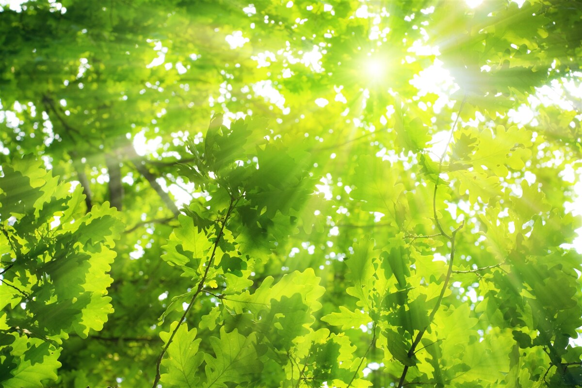 Papier peint des rayons de soleil traversant le maquis vert