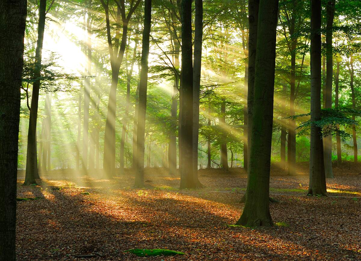 Papier peint les rayons du soleil pénètrent la brume matinale dans le désert