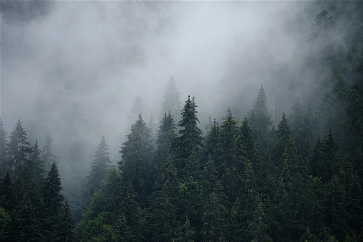Papier peint la brume s'abat sur un bosquet d'épicéas