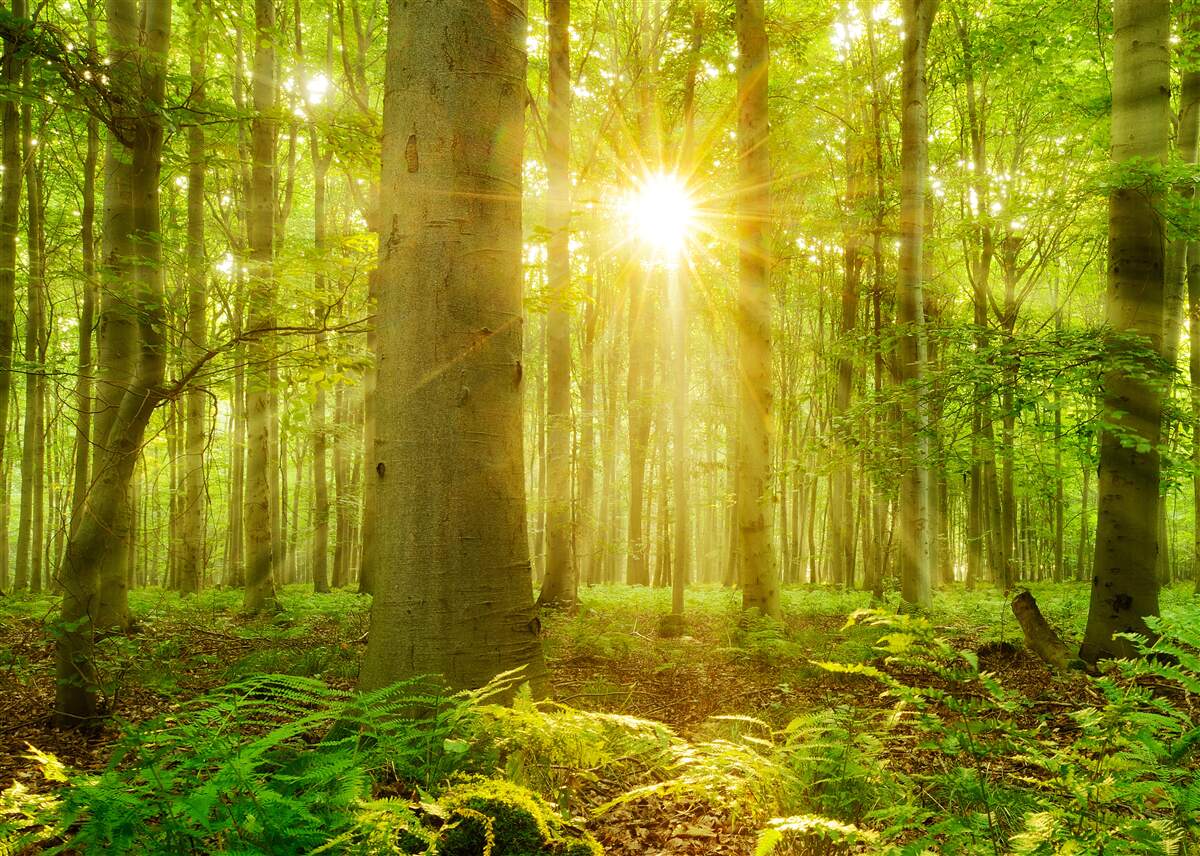 Papier peint Lumière du soleil dans une forêt de hêtres