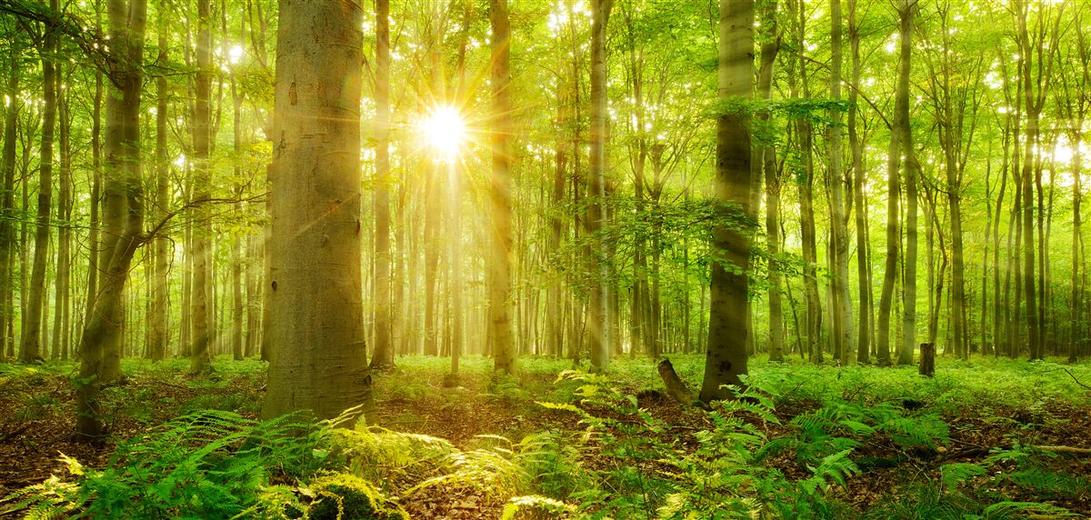 Papier peint la forêt s'anime sous le soleil du matin