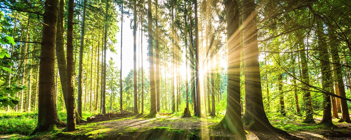 Papier peint les rayons du soleil pénètrent entre les grands arbres
