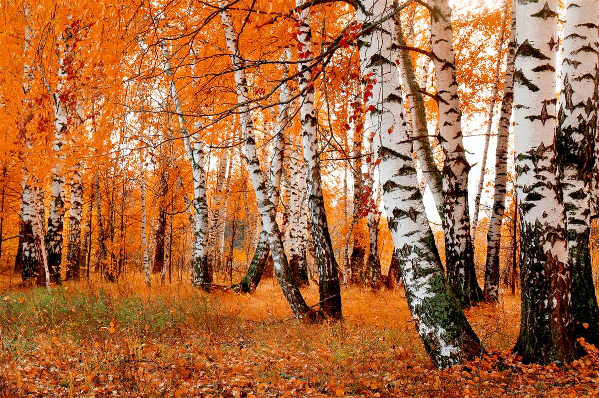 Papier peint les feuilles de bouleau sont orange