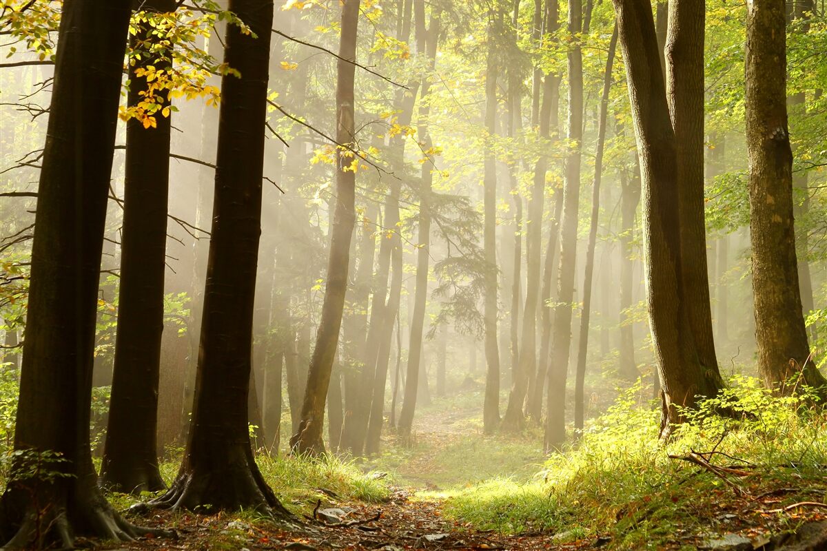 Papier peint les rayons du soleil matinal percent le brouillard dans le désert