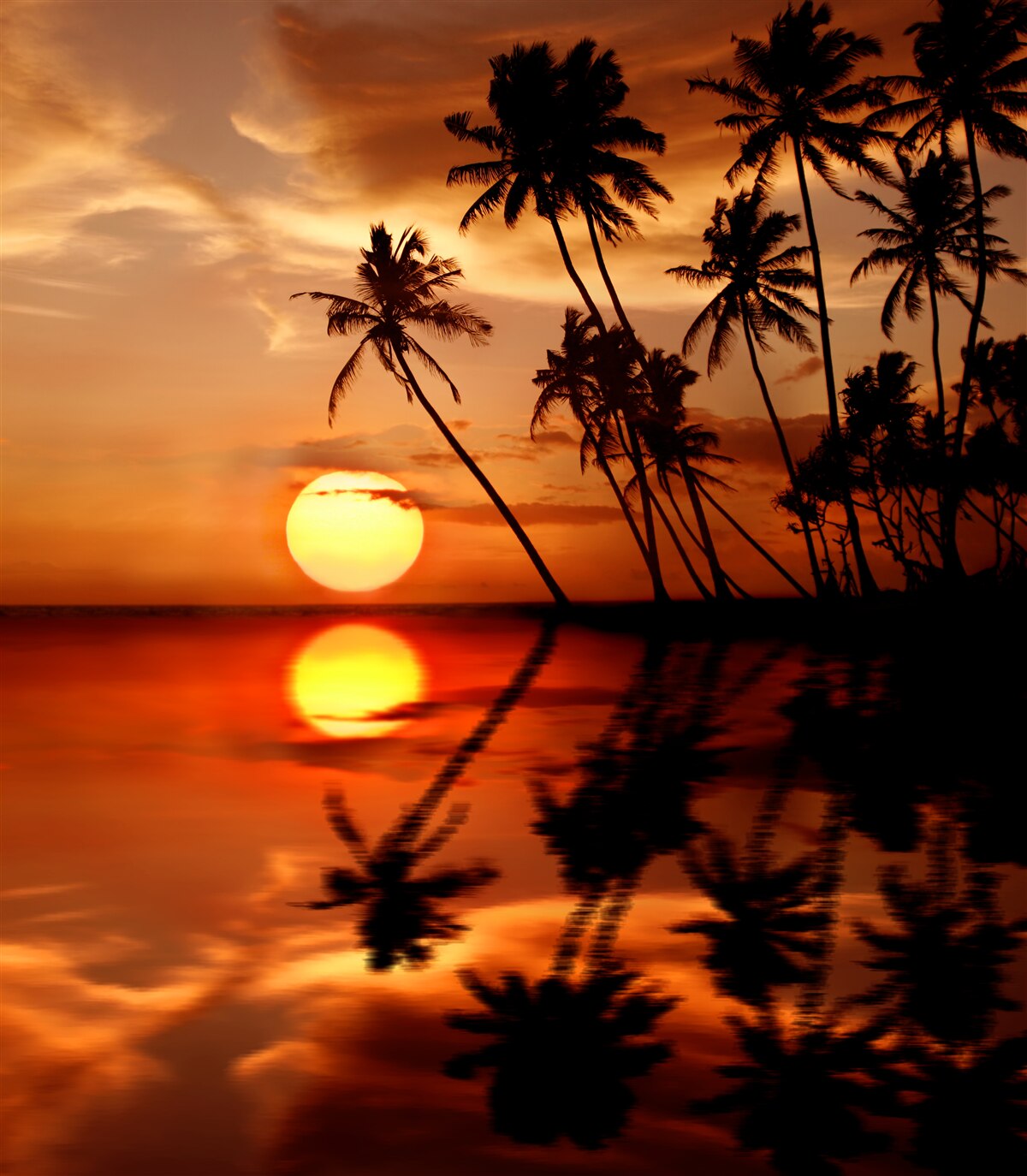 Papier peint coucher de soleil sur fond de palmiers