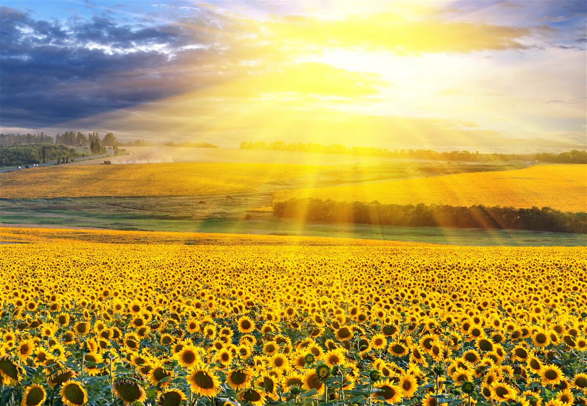 Papier peint le soleil est éclatant sur un champ de tournesols luxuriants