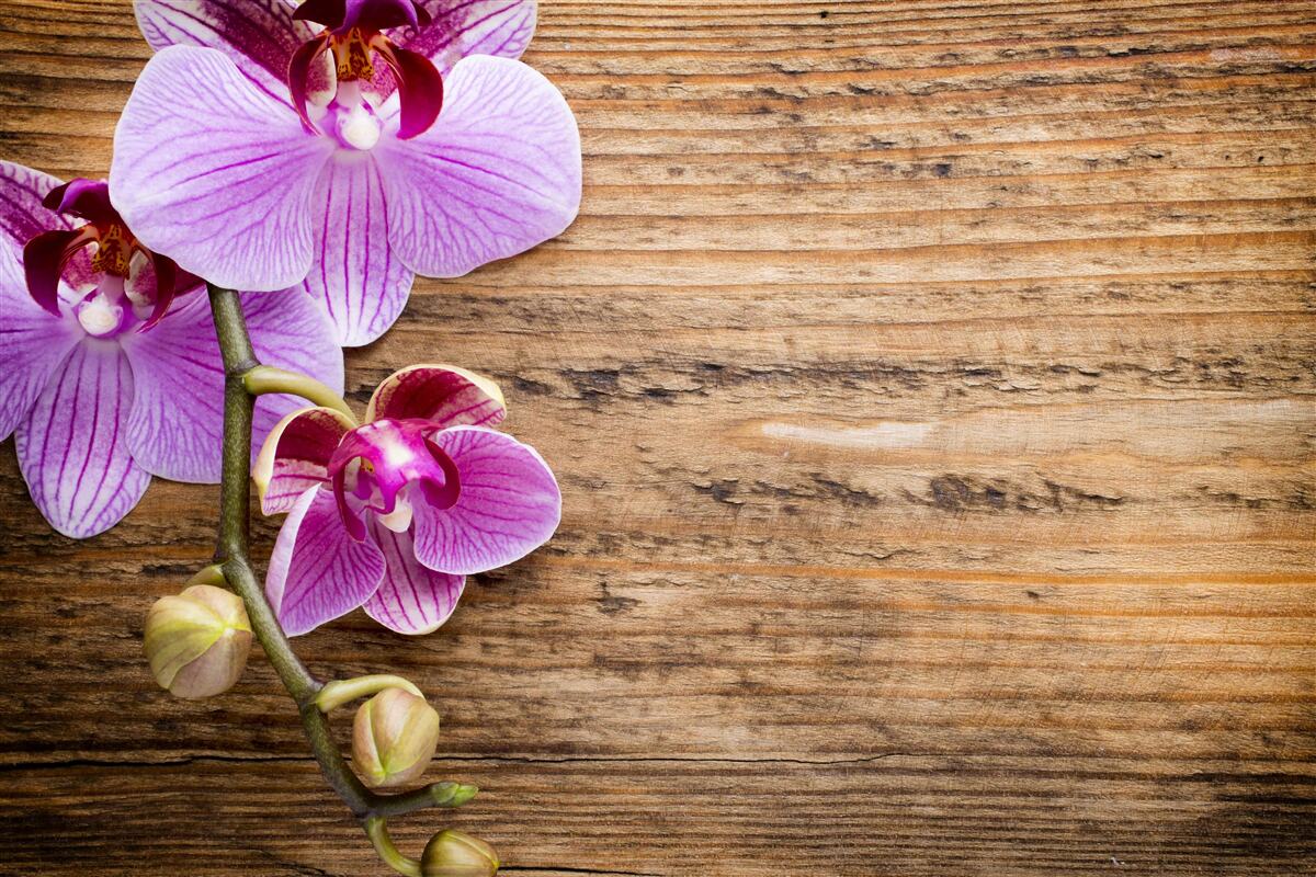 Papier peint orchidée lilas sur un tronc d'arbre