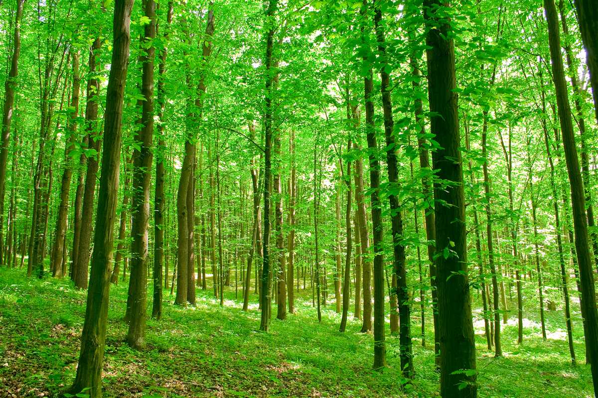 Papier peint forêt d'été clairsemée avec des arbres à feuilles caduques