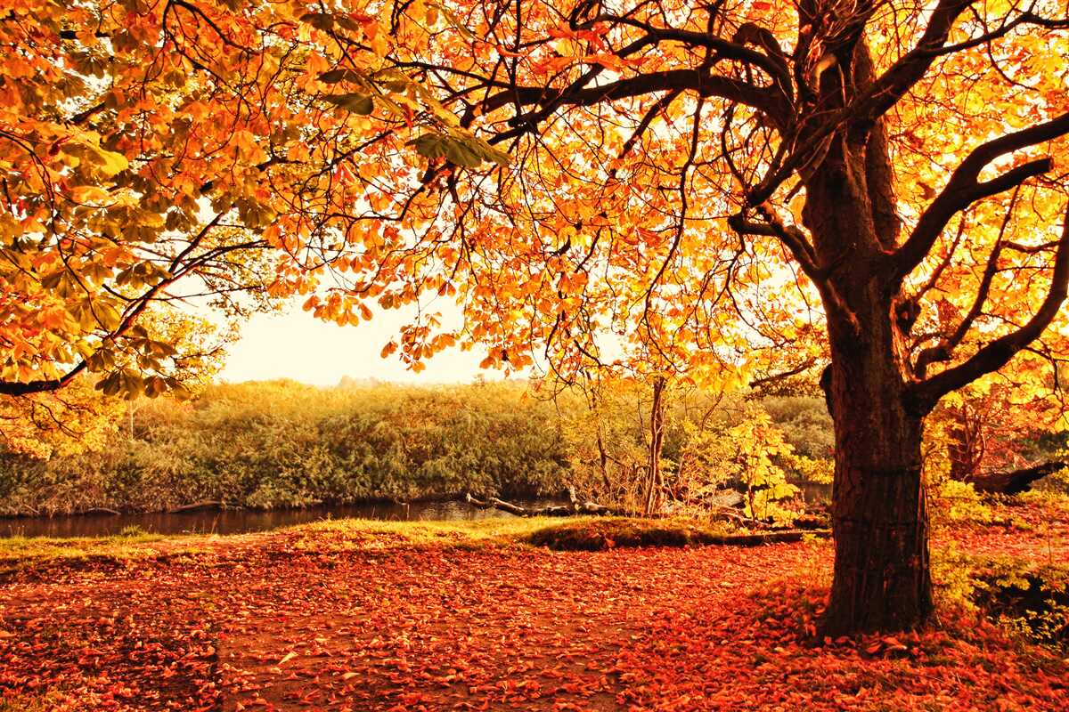 Papier peint l'éblouissante beauté de la forêt en automne ensoleillé