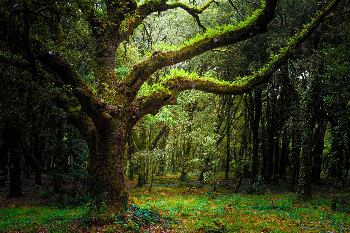 Papier peint forêt ancienne hirsute avec des arbres denses