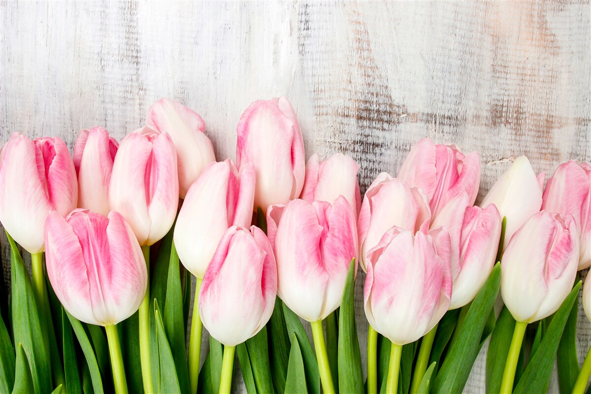 Papier peint tulipes fraîches d'un rose délicat