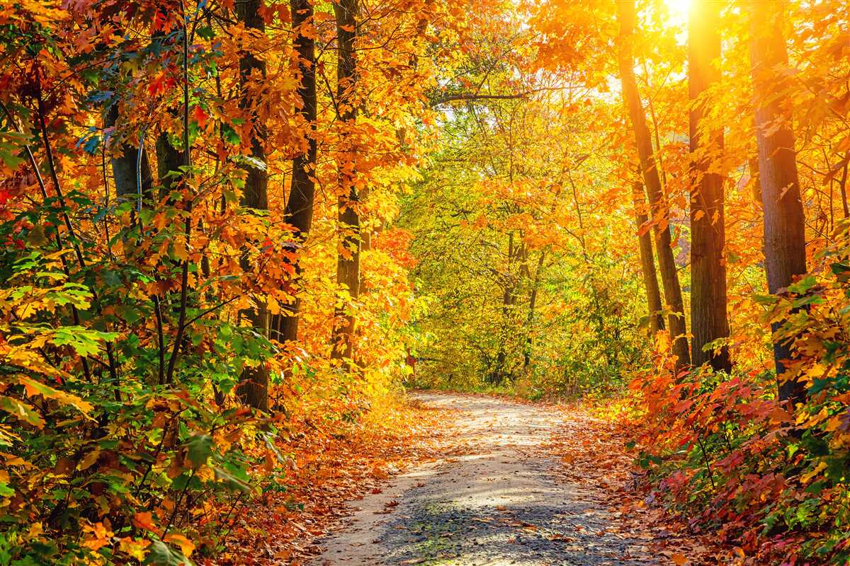 Papier peint coucher de soleil avec soleil d'automne